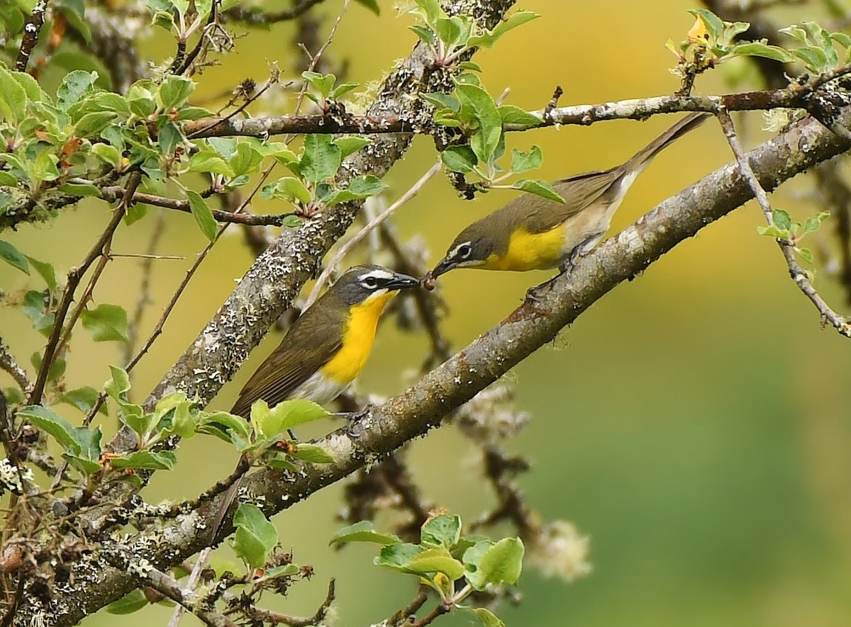 Yellow-breasted Chat - ML619774491
