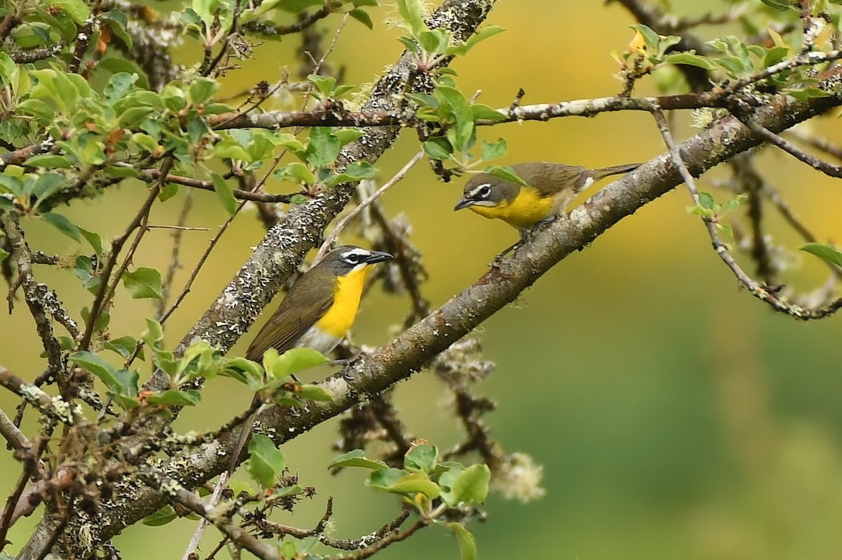 Yellow-breasted Chat - ML619774493