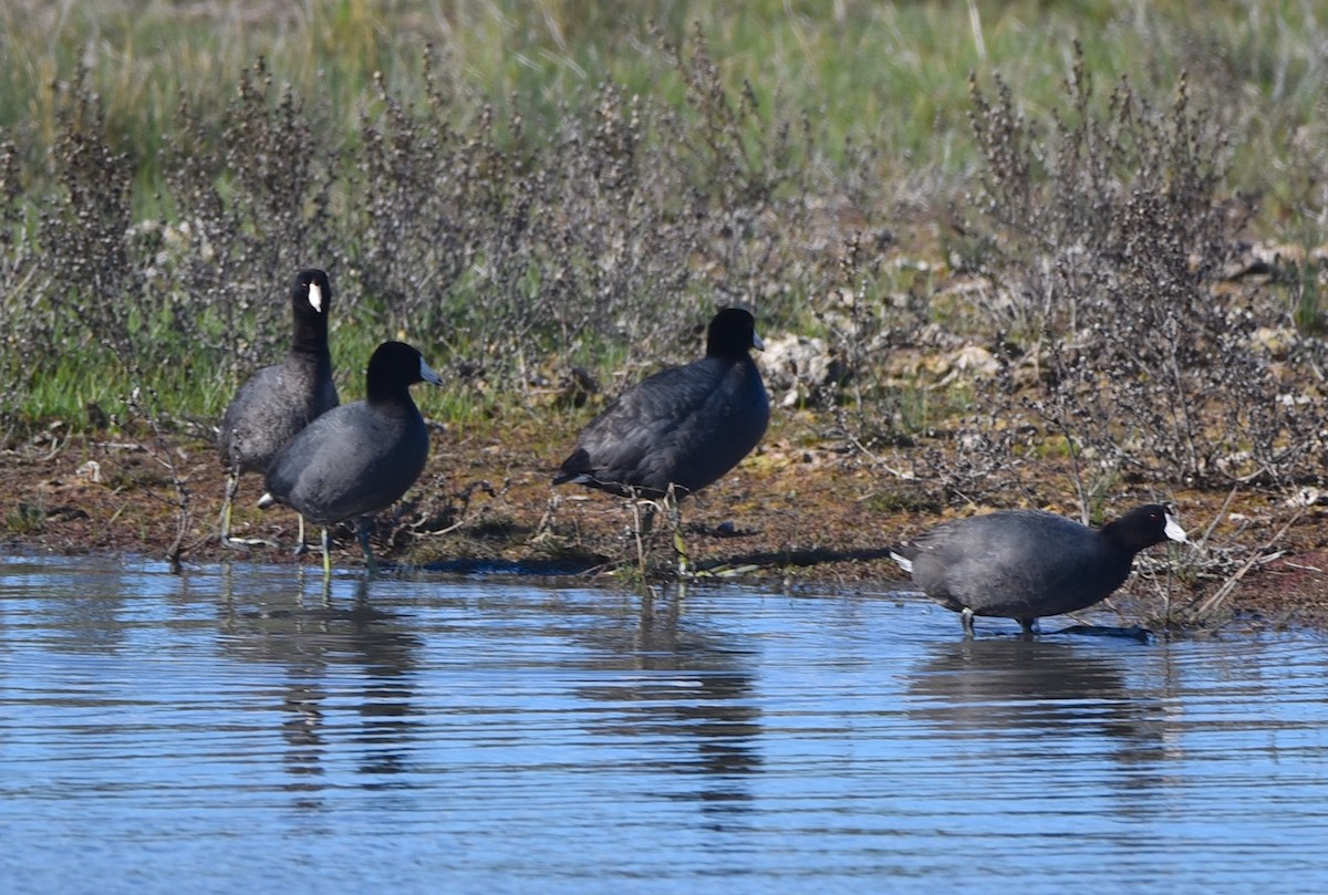 American Coot - ML619774504