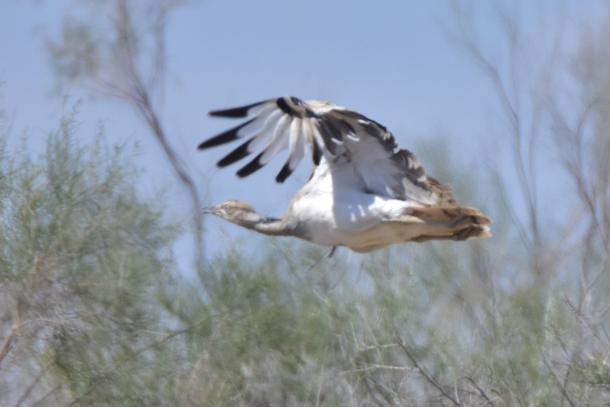 Macqueen's Bustard - ML619774528