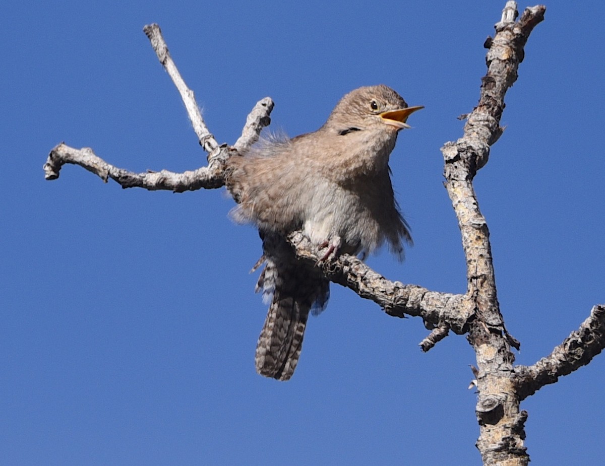 House Wren - ML619774542