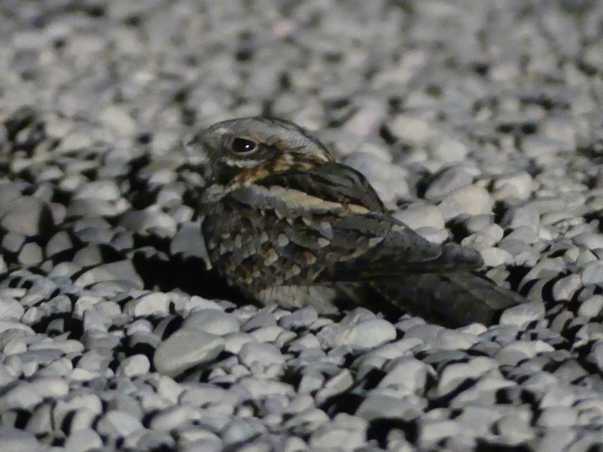 Red-necked Nightjar - Lucas De las Heras