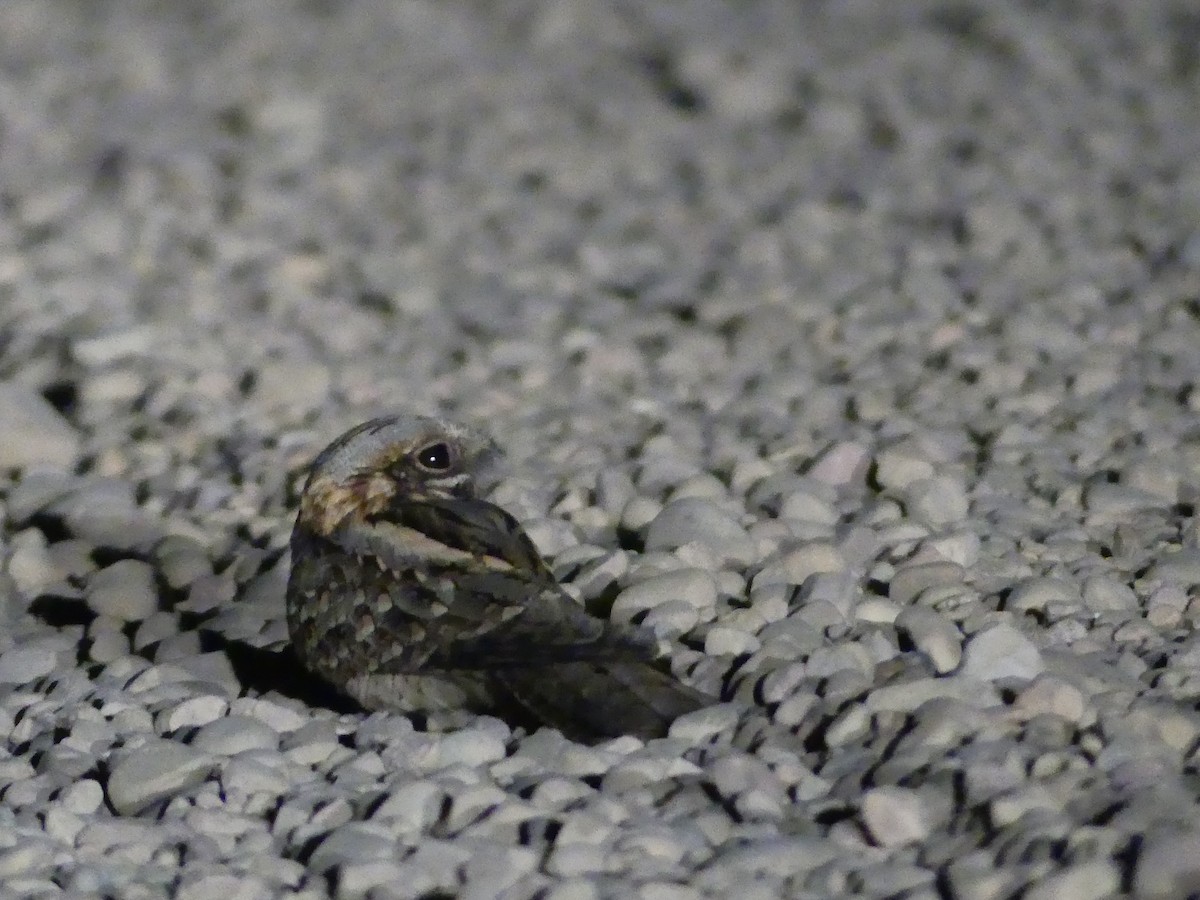 Red-necked Nightjar - ML619774548