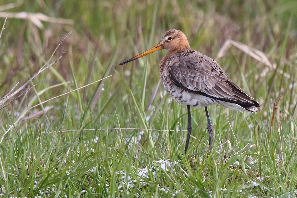 Black-tailed Godwit - ML619774551