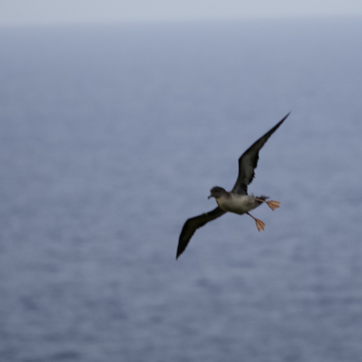 Wedge-tailed Shearwater - ML619774556