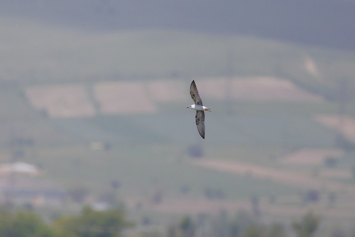 White-winged Tern - ML619774581