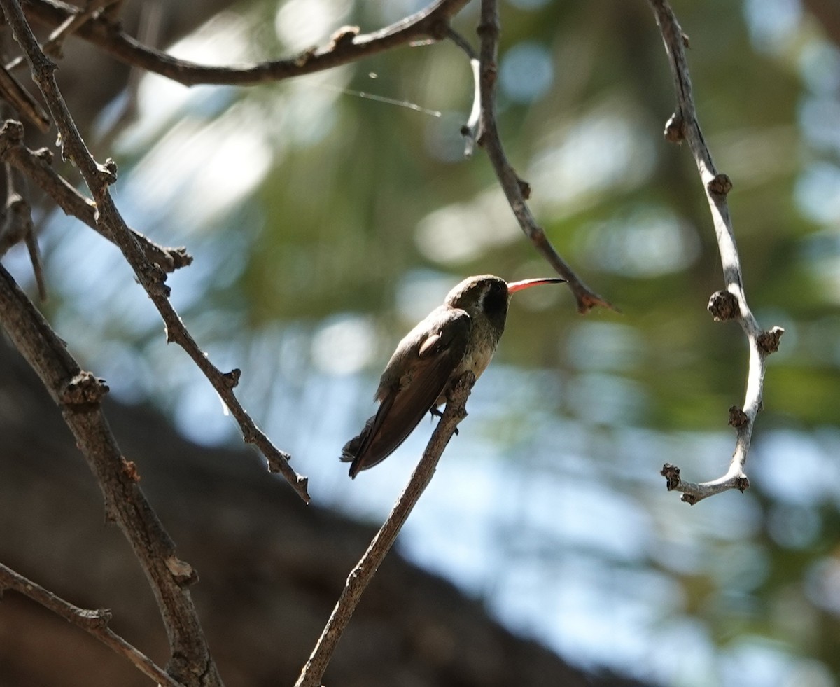 Colibrí de Xantus - ML619774592