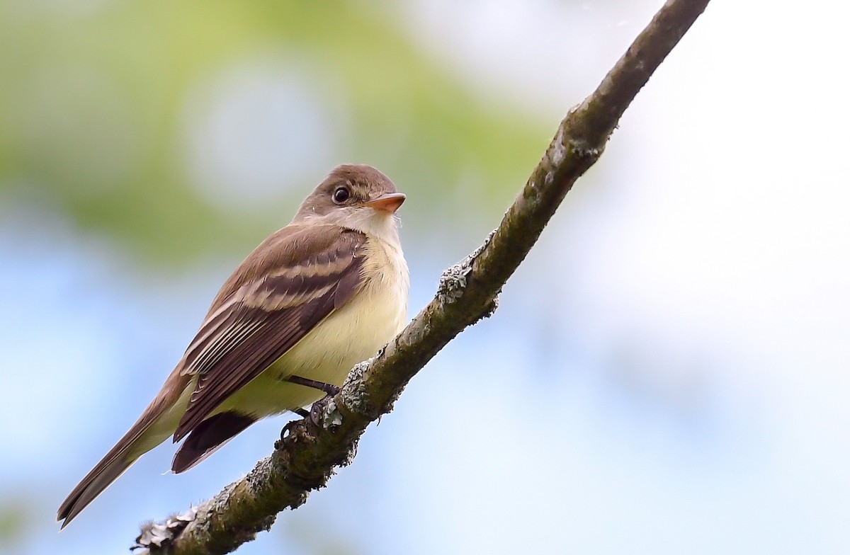 Willow Flycatcher - ML619774597