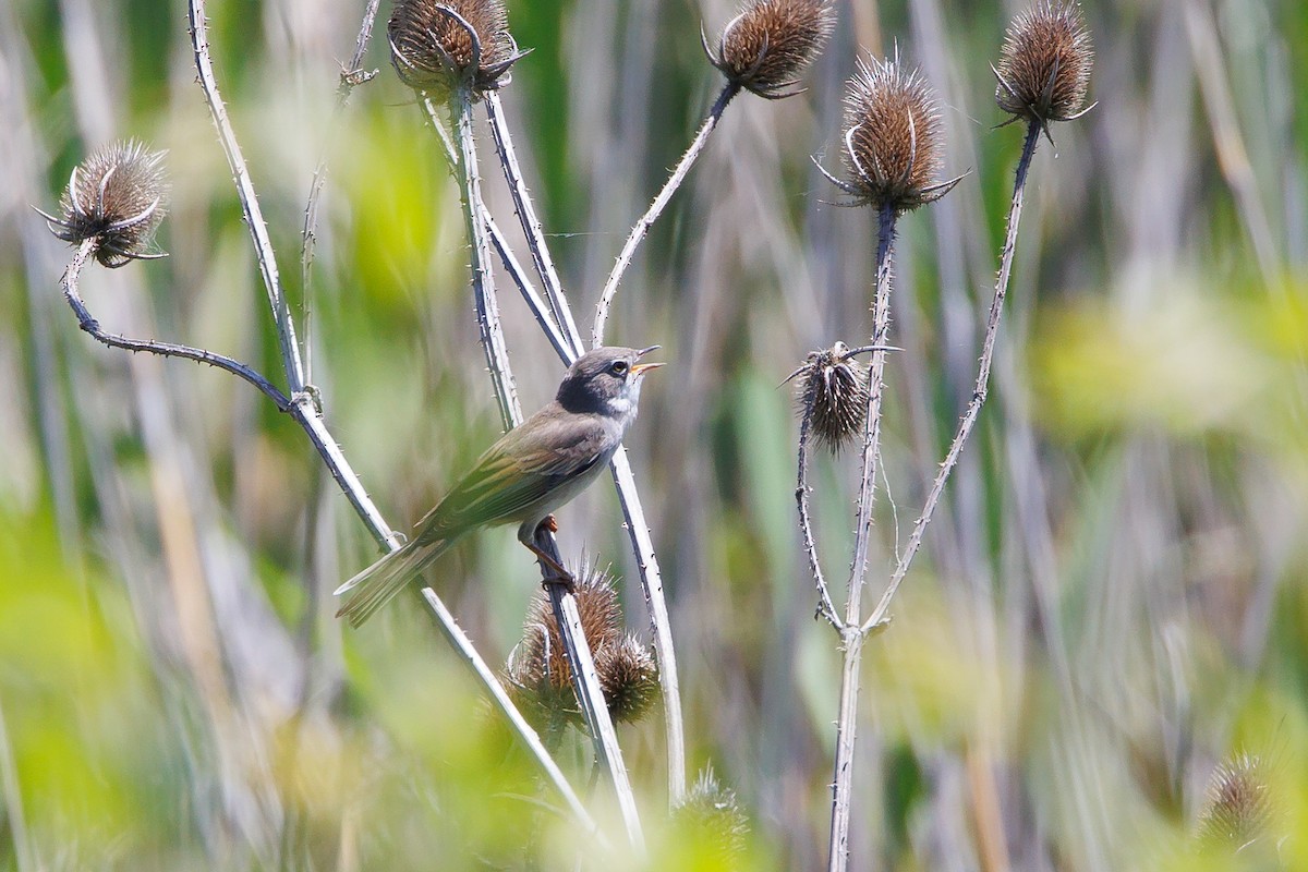 Greater Whitethroat - ML619774600