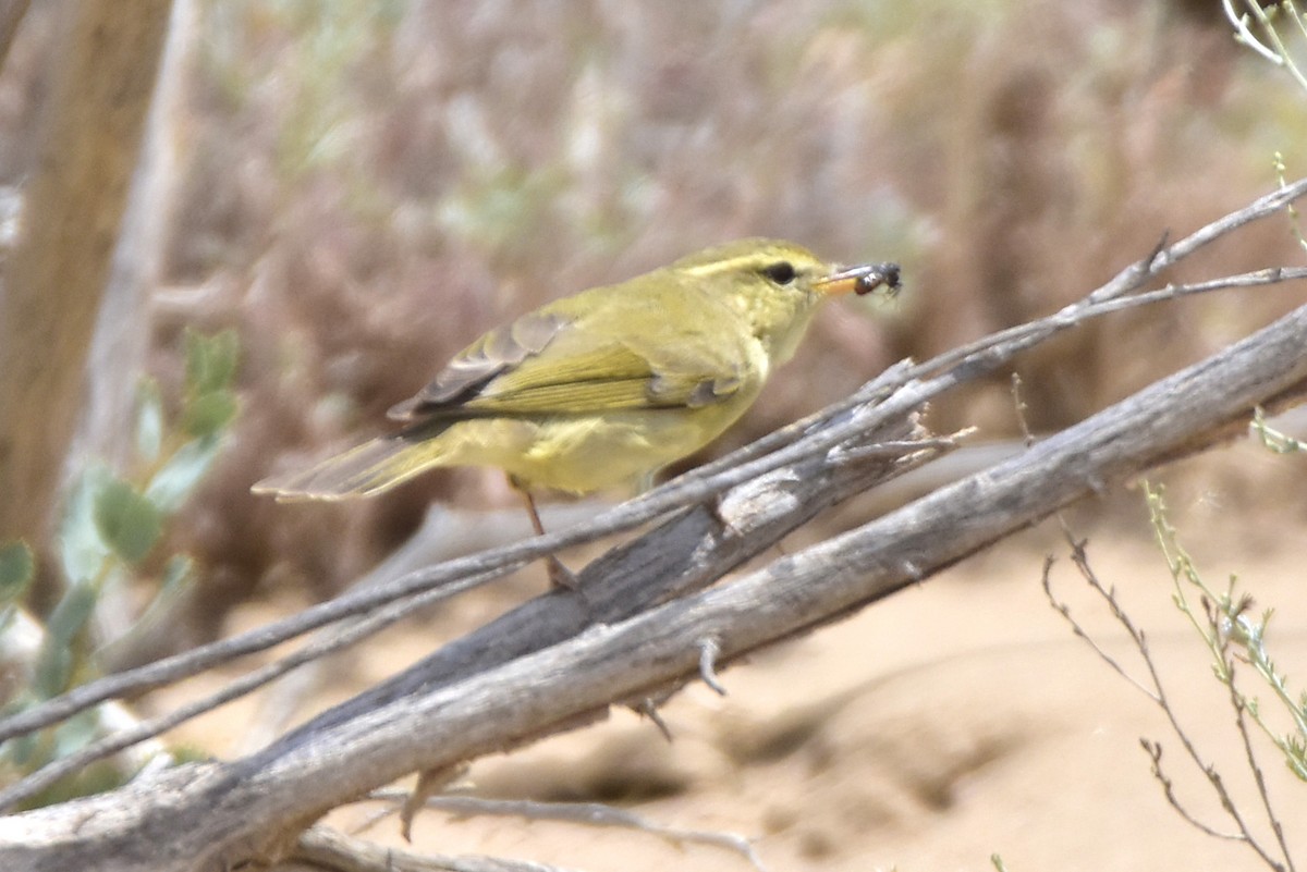 Greenish Warbler - ML619774623