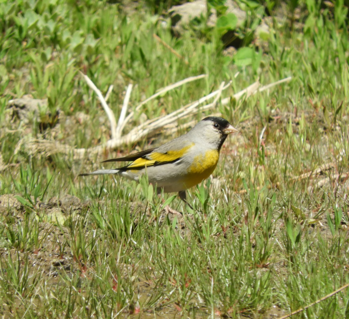 Lawrence's Goldfinch - ML619774632