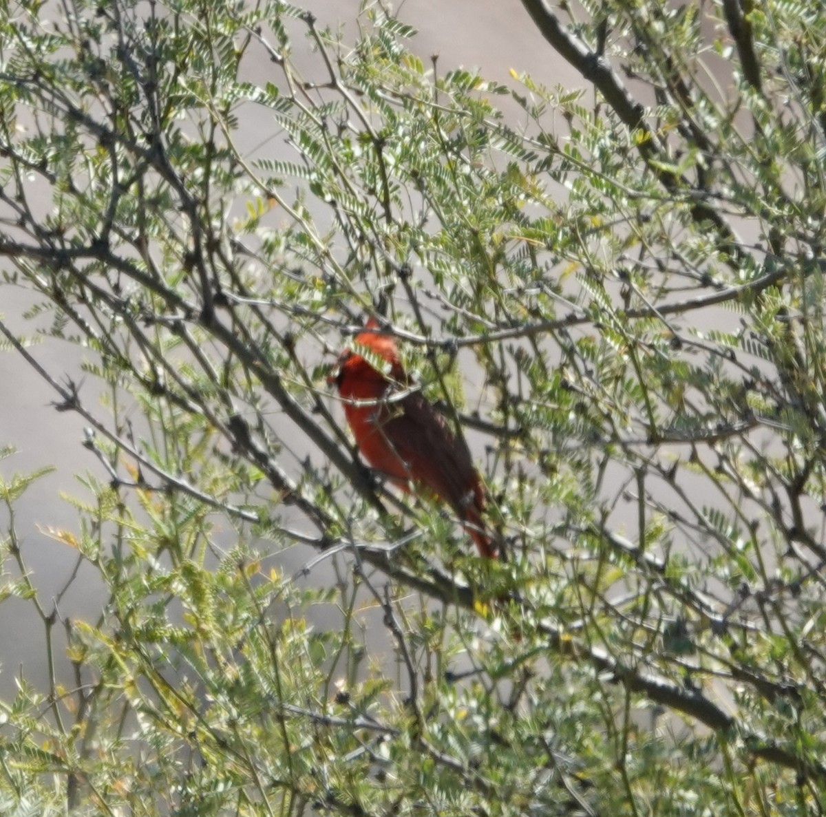 Cardenal Norteño - ML619774633