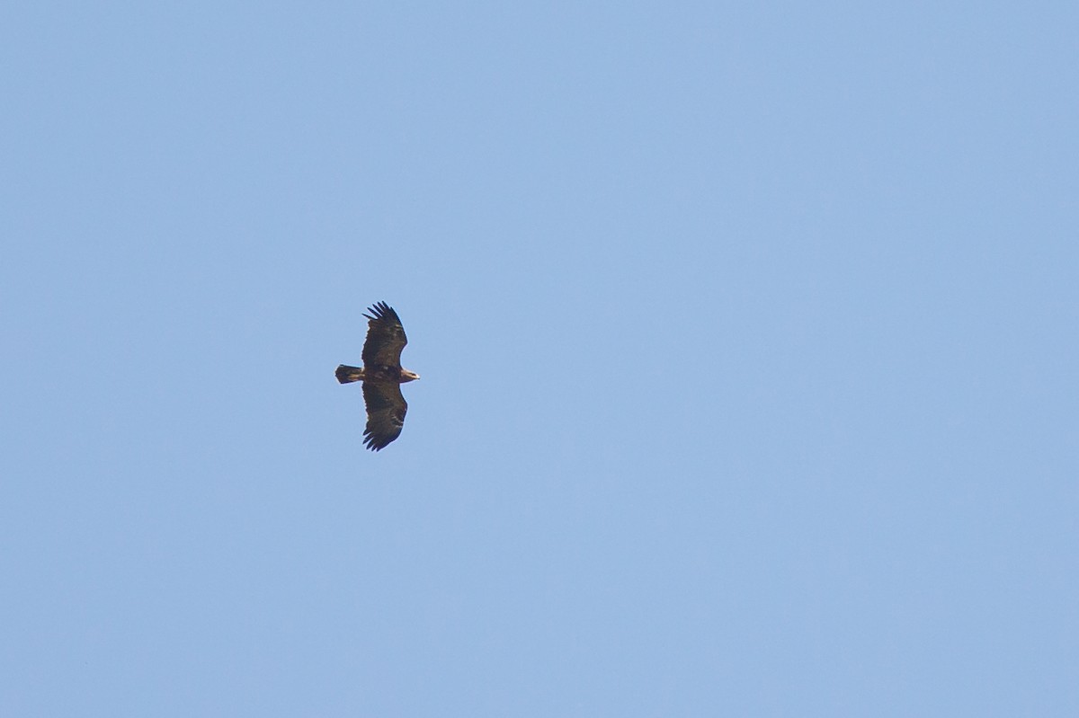Lesser Spotted Eagle - ML619774640