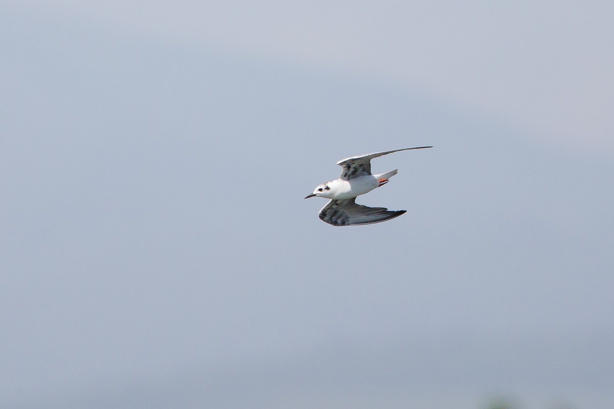 White-winged Tern - ML619774651