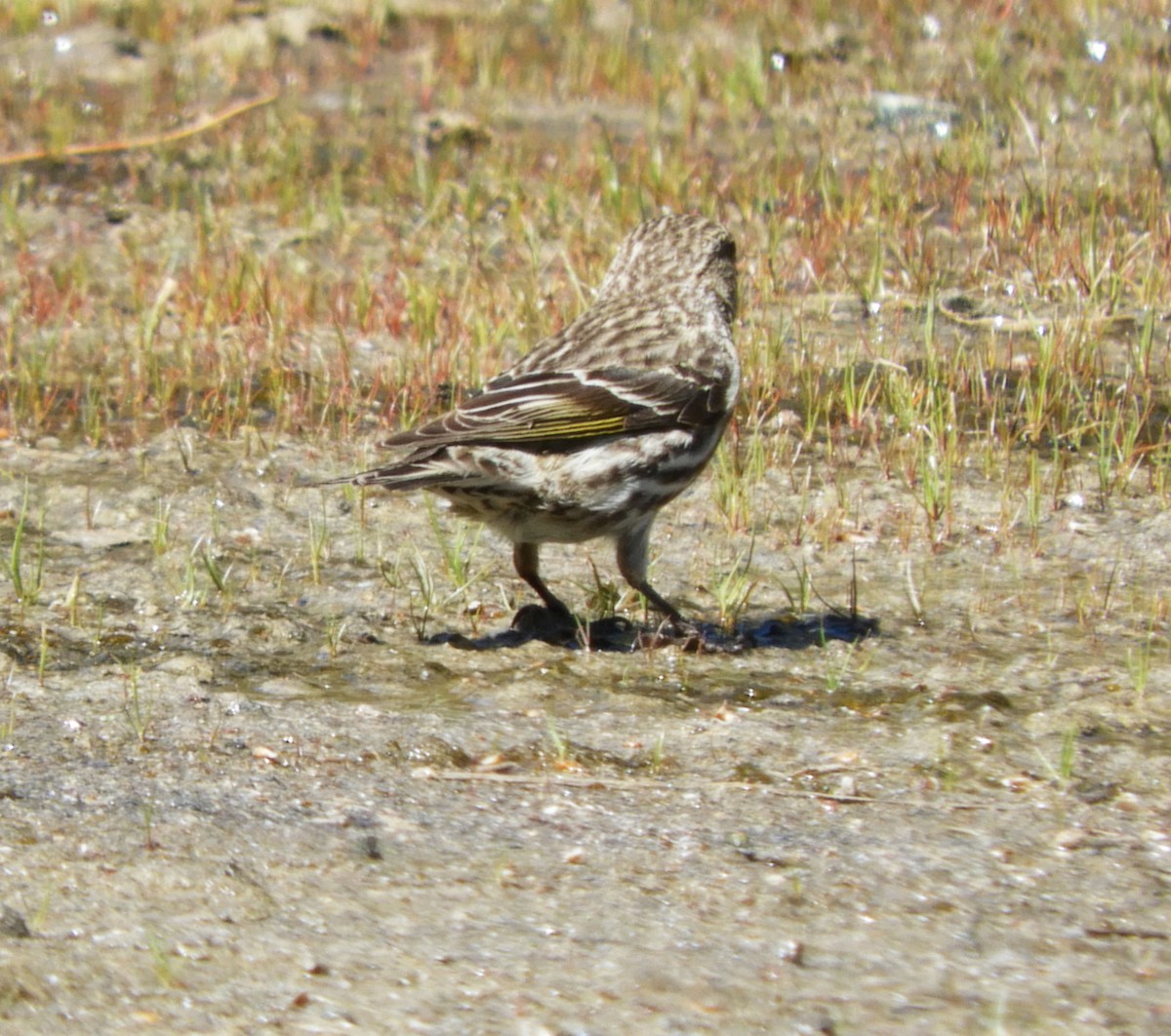 Pine Siskin - Becky Kitto