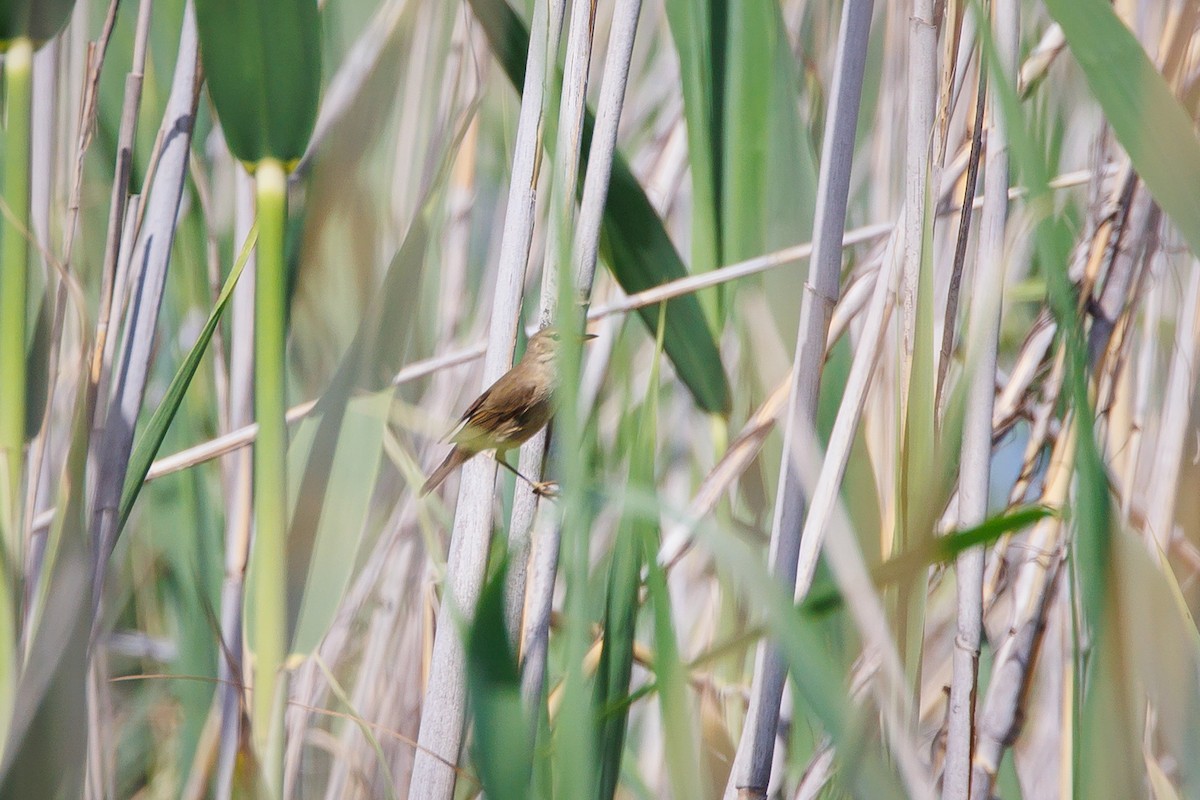 Marsh Warbler - ML619774655