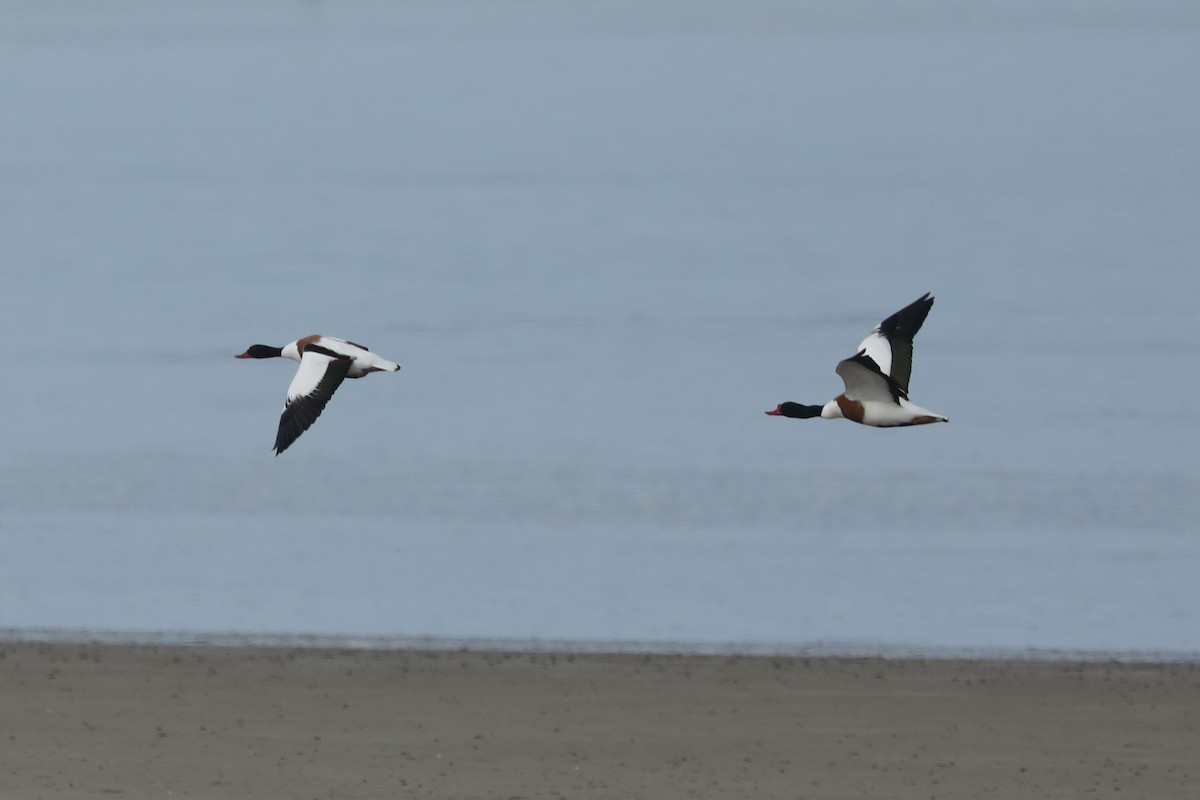 Common Shelduck - ML619774678