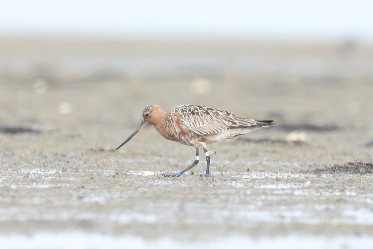 Bar-tailed Godwit - ML619774681