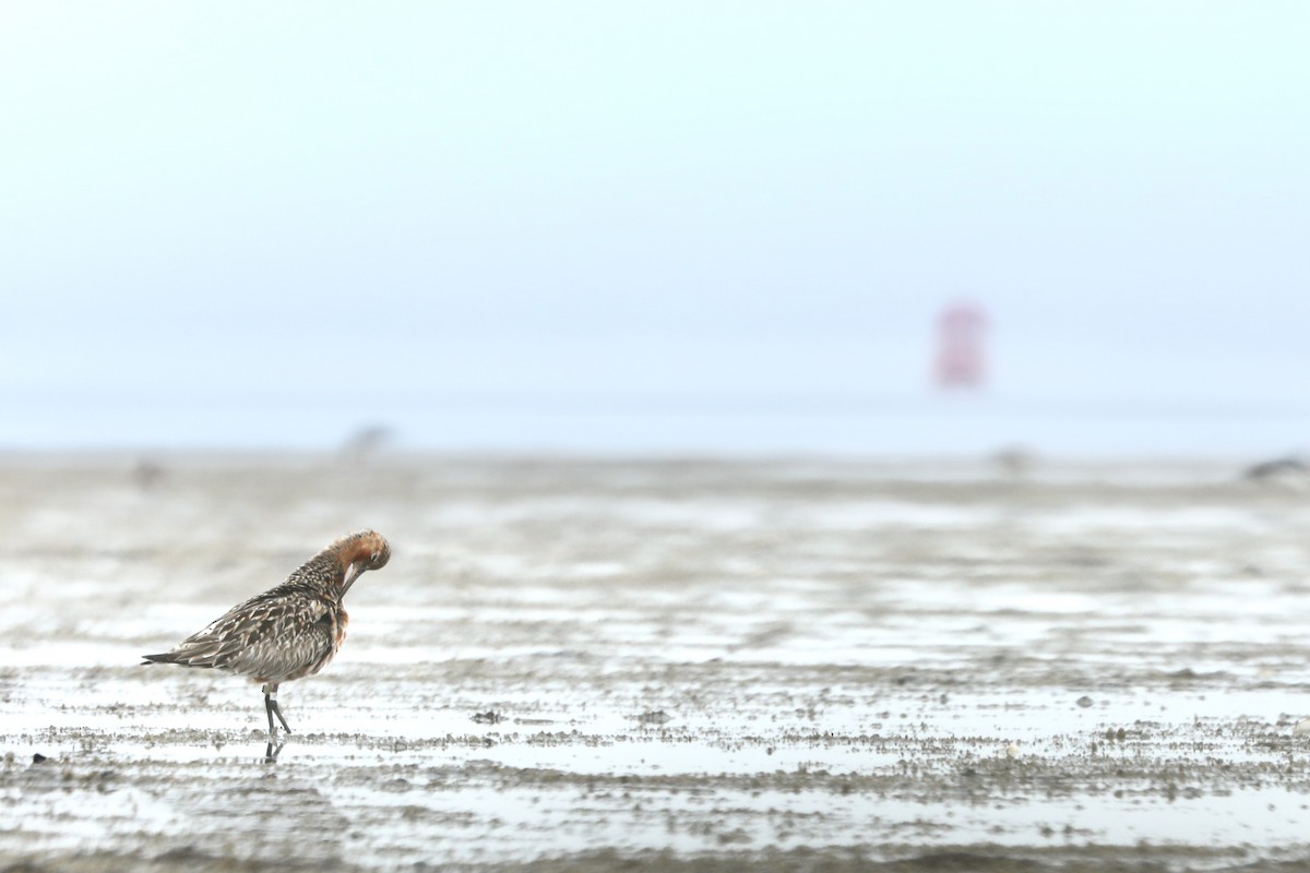 Bar-tailed Godwit - ML619774682