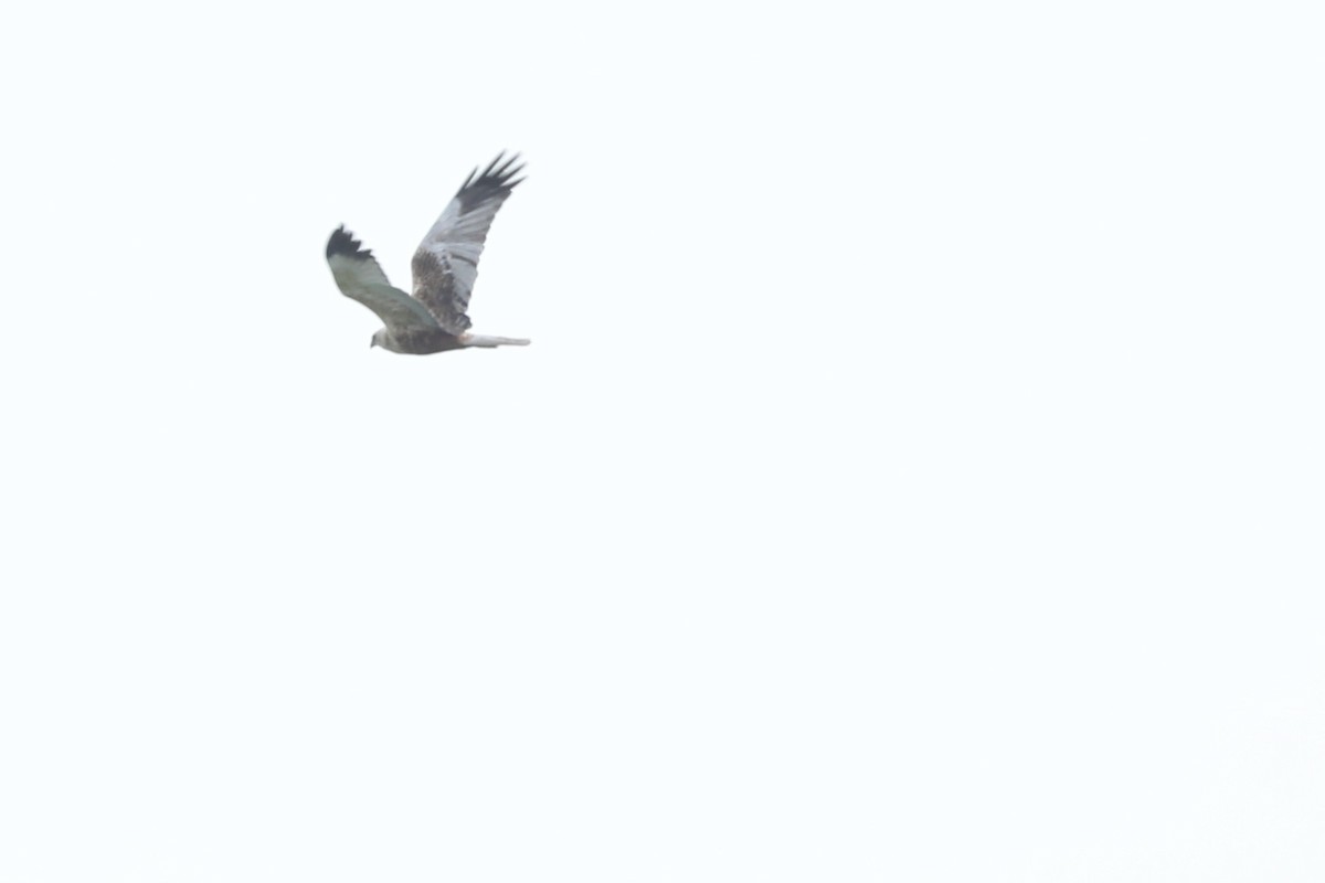 Western Marsh Harrier - ML619774684