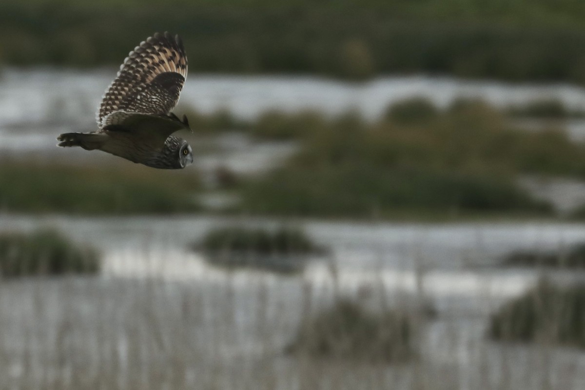 Short-eared Owl - Joshua Ward