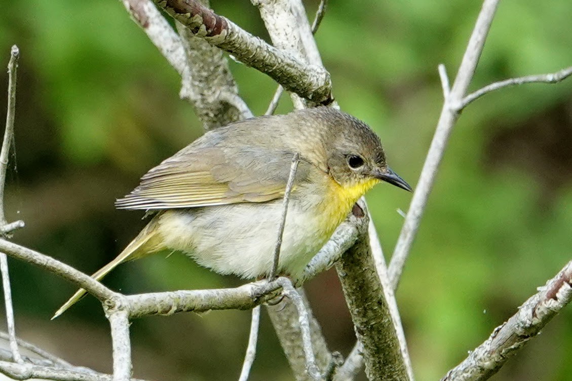 Common Yellowthroat - ML619774686