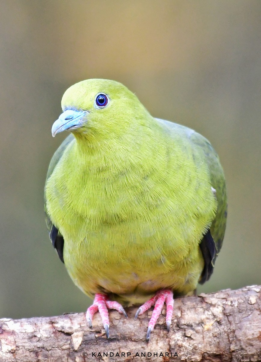 Wedge-tailed Green-Pigeon - ML619774691