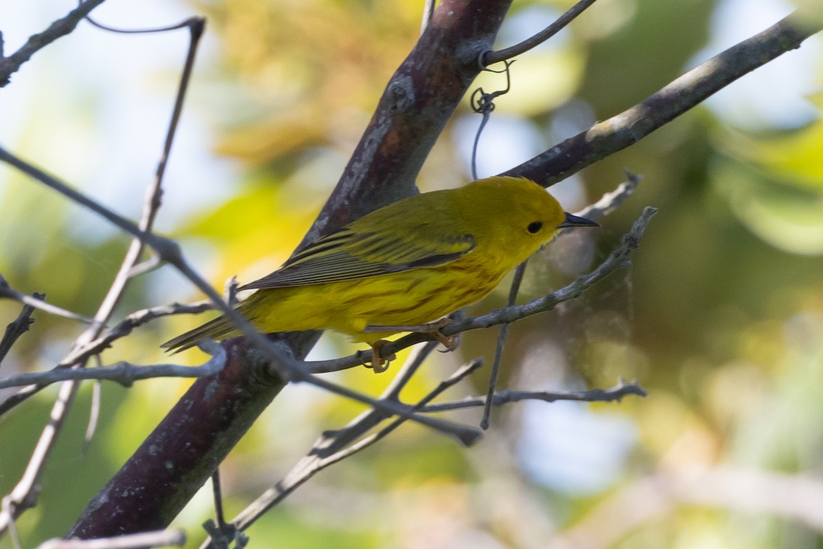 Yellow Warbler (Northern) - ML619774707