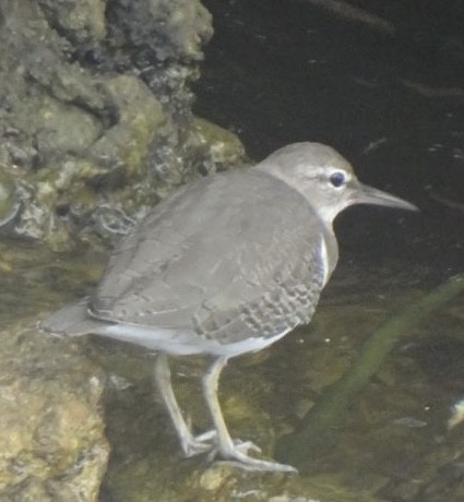 Spotted Sandpiper - ML619774708