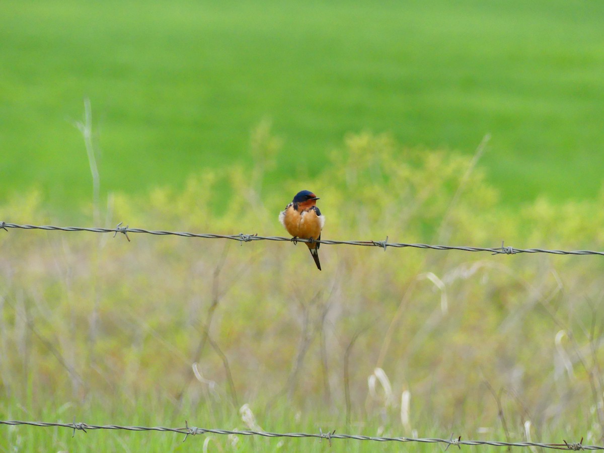 Barn Swallow - ML619774709