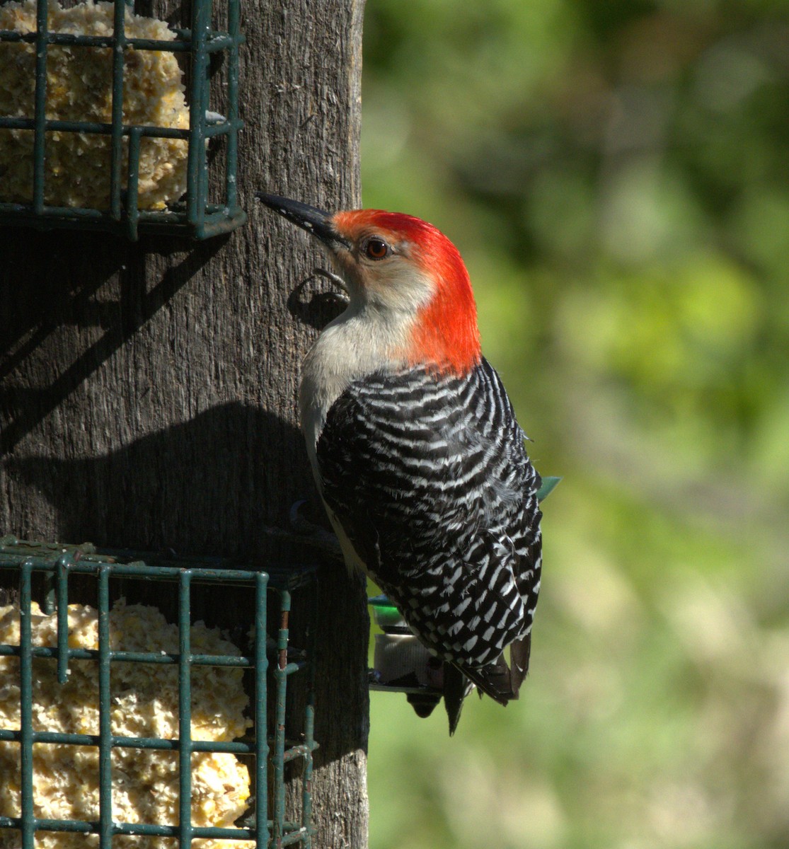 Red-bellied Woodpecker - ML619774719