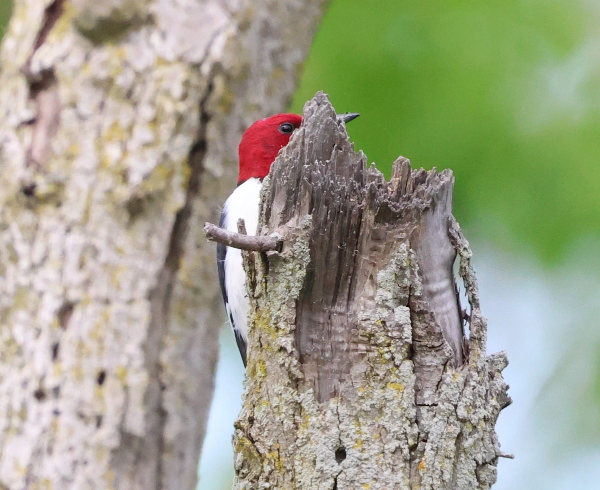 Red-headed Woodpecker - ML619774723