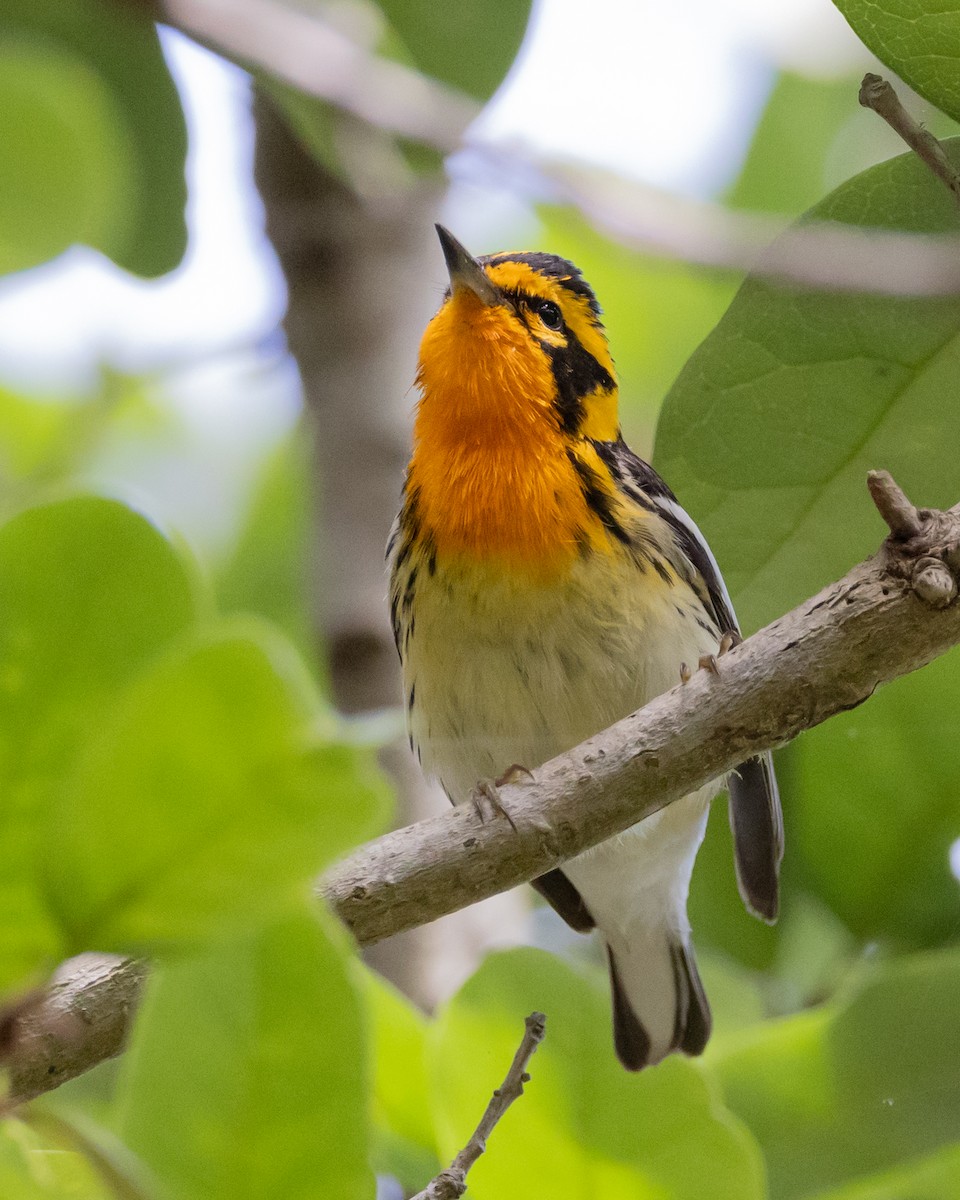 Blackburnian Warbler - ML619774737