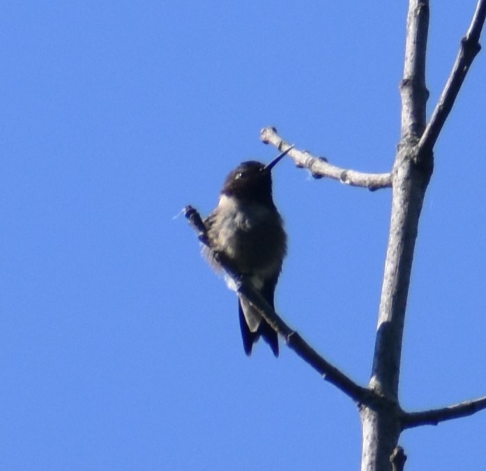 Ruby-throated Hummingbird - ML619774755