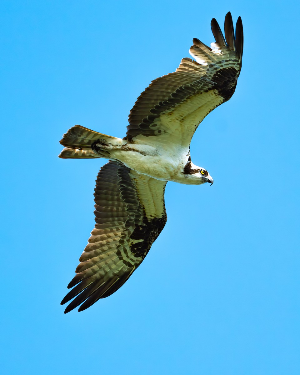 Águila Pescadora - ML619774756