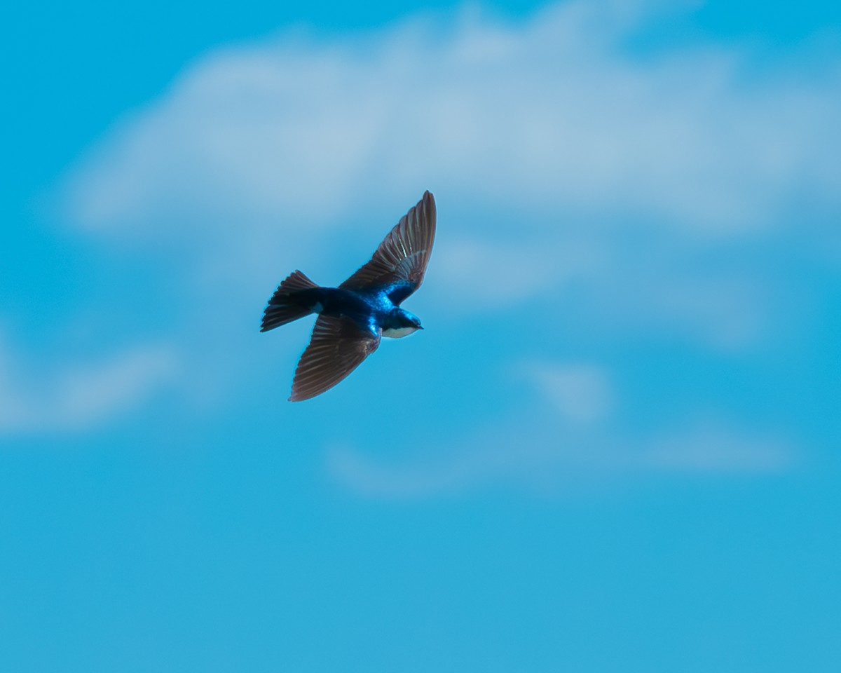 Golondrina Bicolor - ML619774762