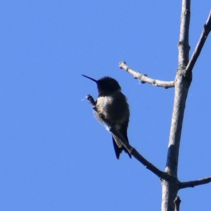Ruby-throated Hummingbird - ML619774764