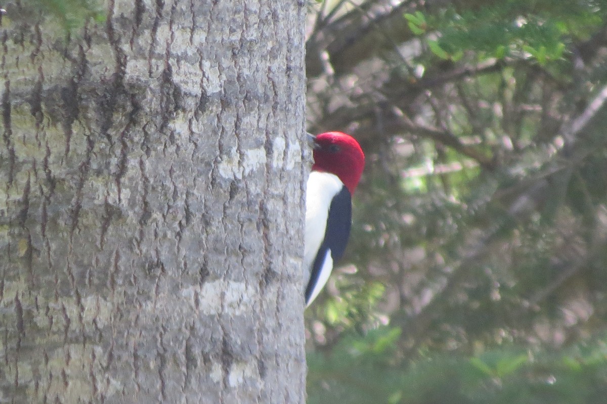 Red-headed Woodpecker - ML619774774