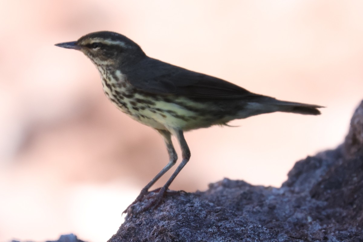 Northern Waterthrush - ML619774793