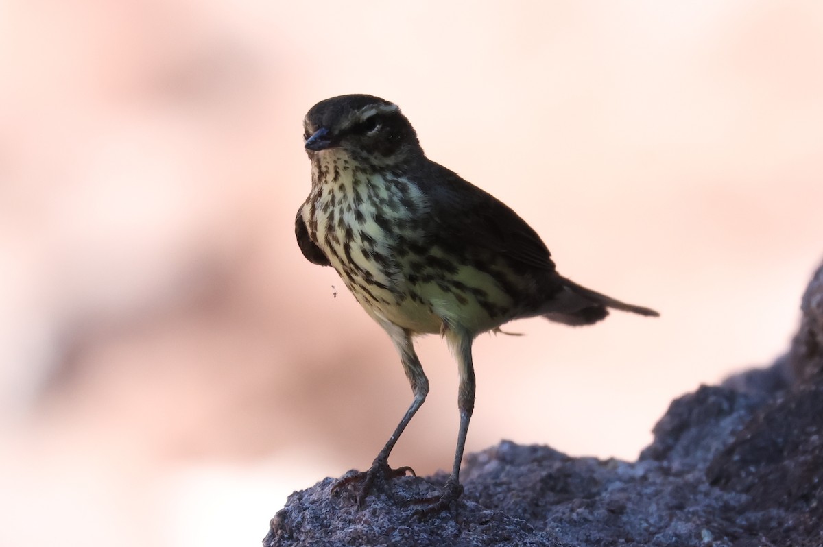 Northern Waterthrush - ML619774794