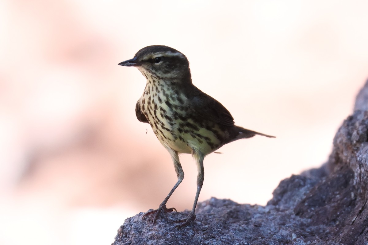 Northern Waterthrush - Abram Fleishman