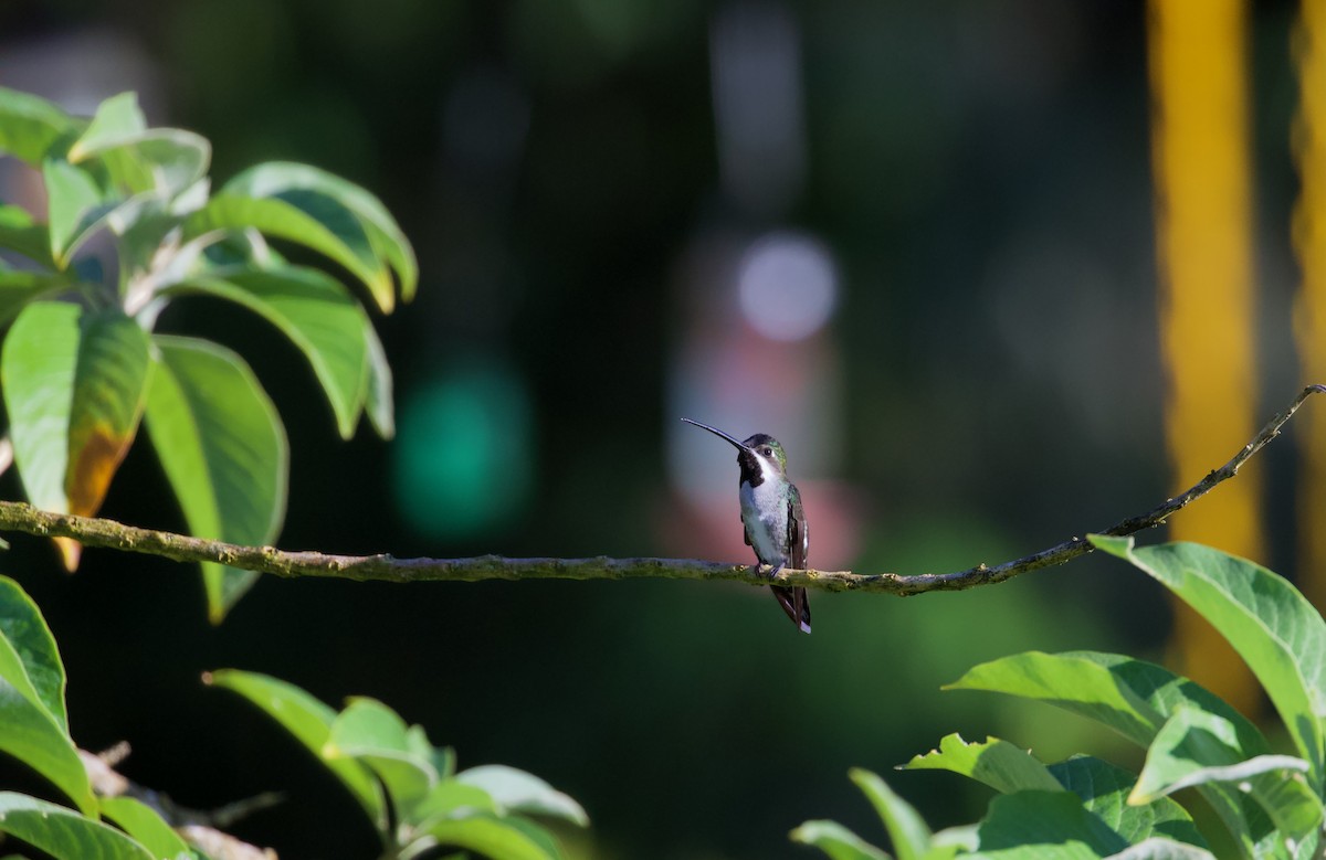 Long-billed Starthroat - ML619774818