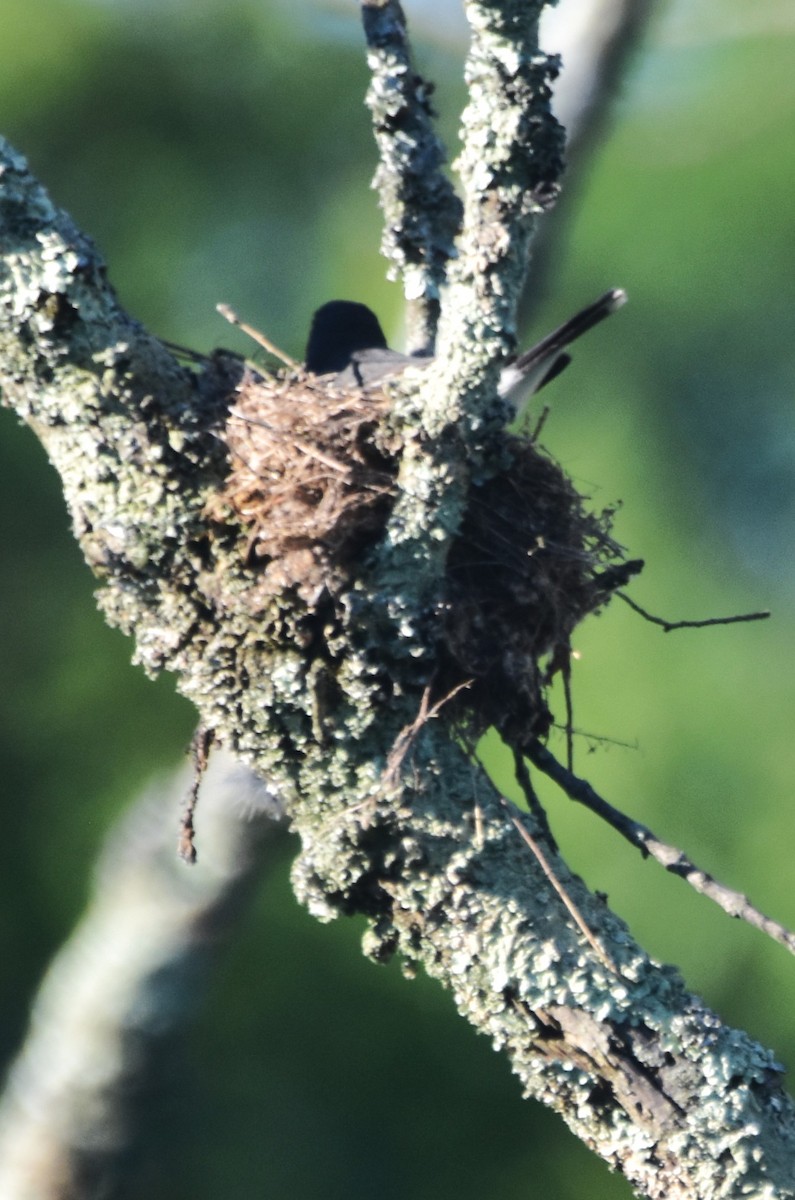 Eastern Kingbird - ML619774820