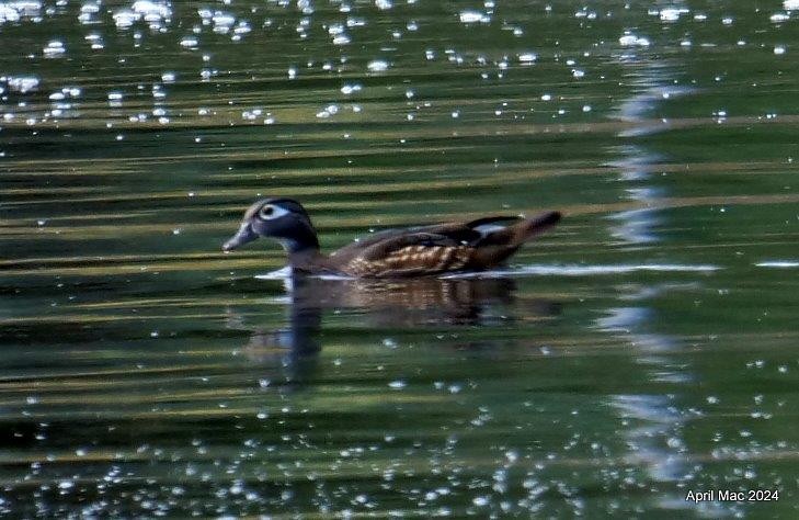 Wood Duck - ML619774828