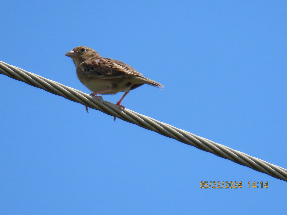 Grasshopper Sparrow - ML619774835