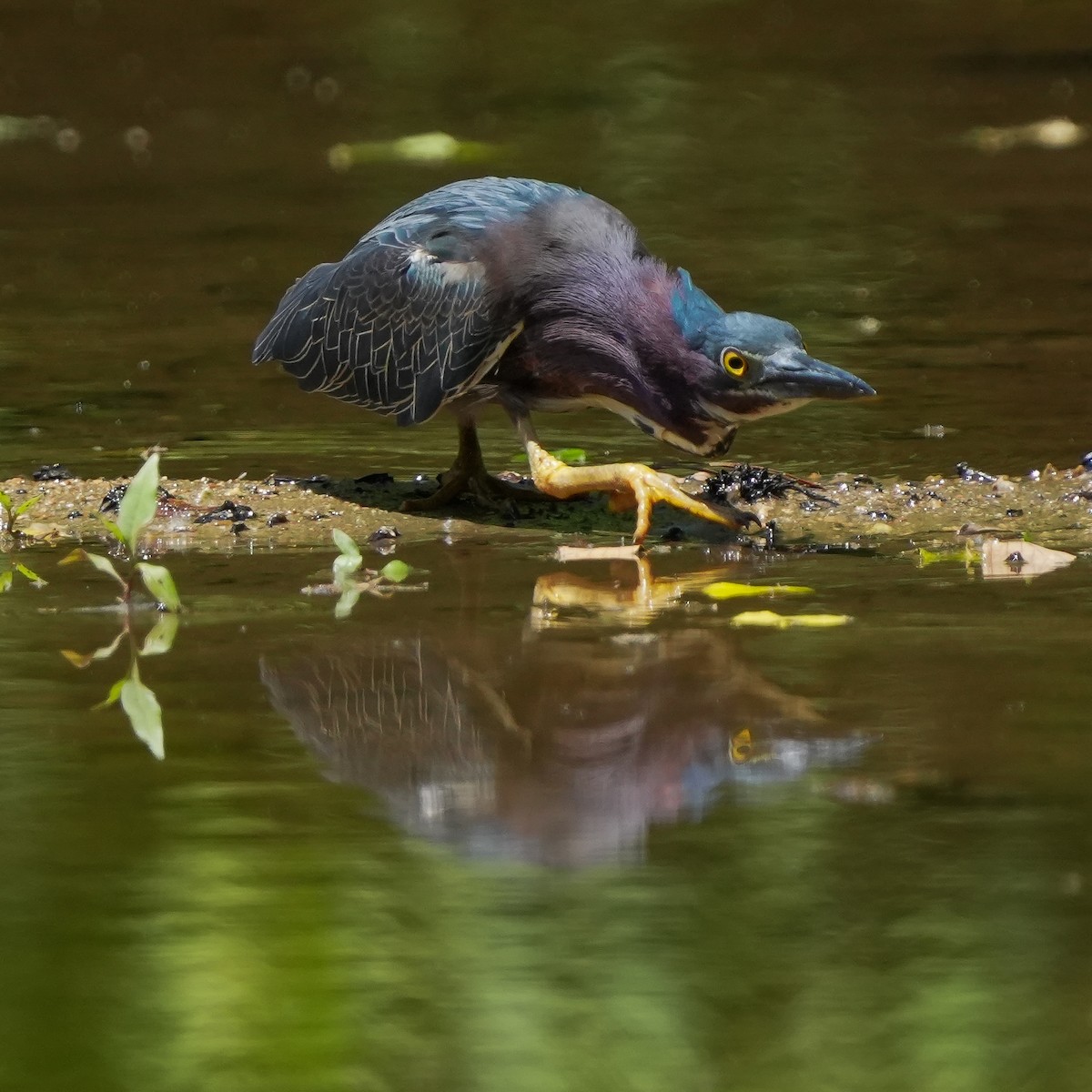 Green Heron - ML619774841