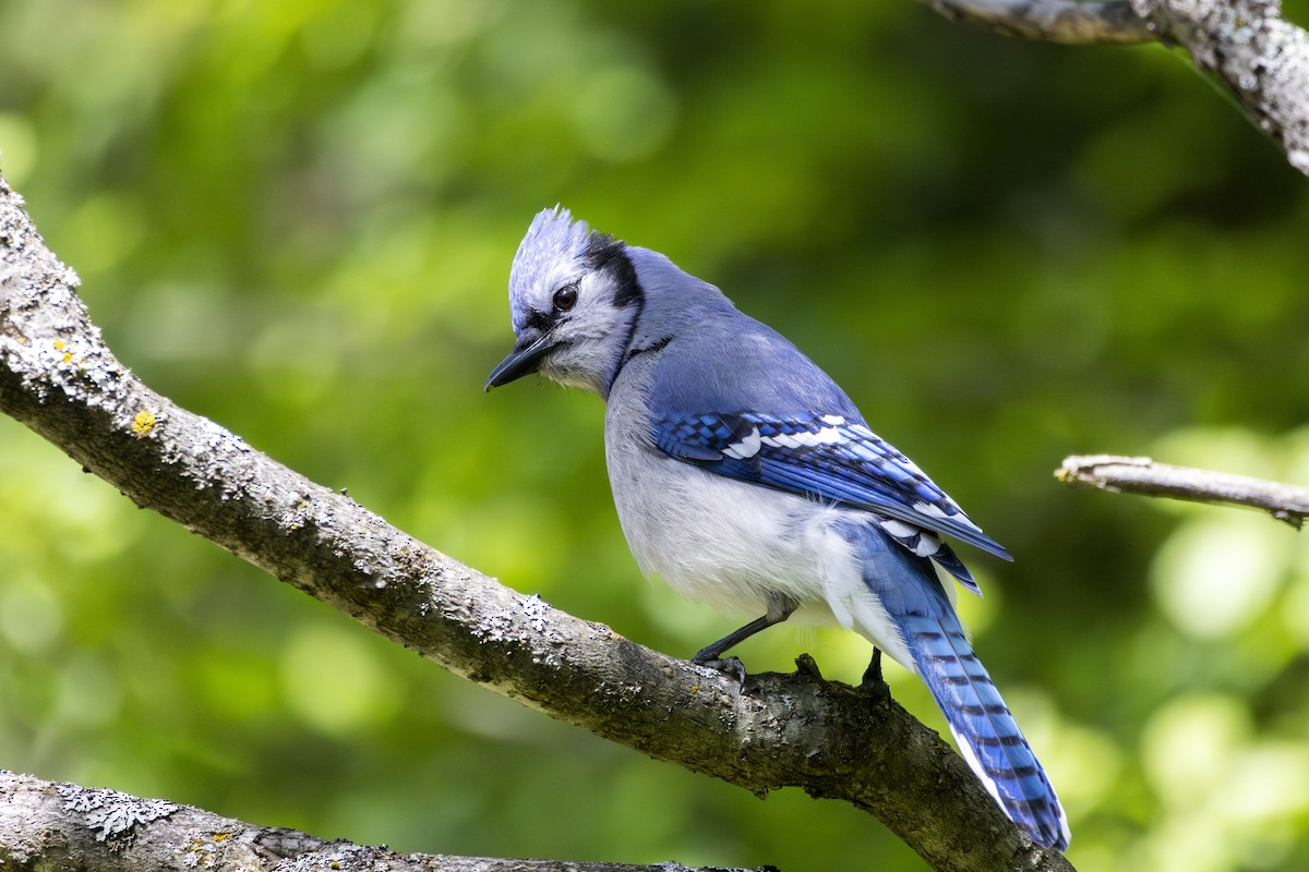 Blue Jay - Michael Bueckert