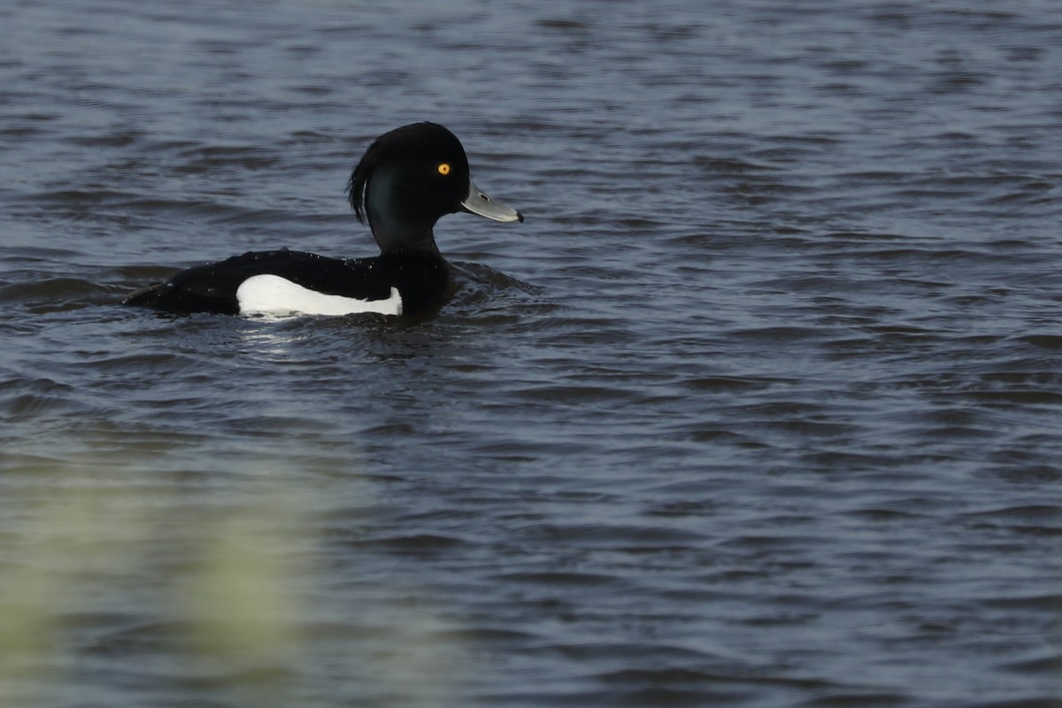 eBird Checklist - 1 May 2024 - Texel--Polder Waal en Burg - 34 species