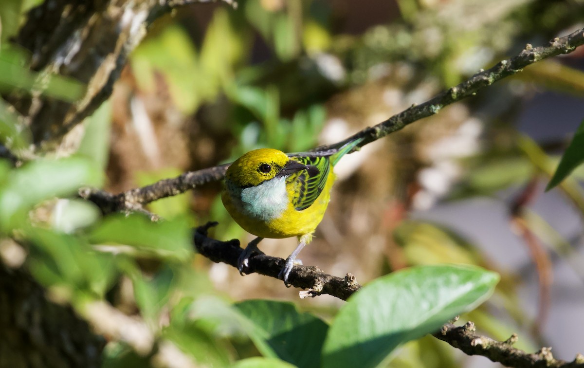 Silver-throated Tanager - David Brassington