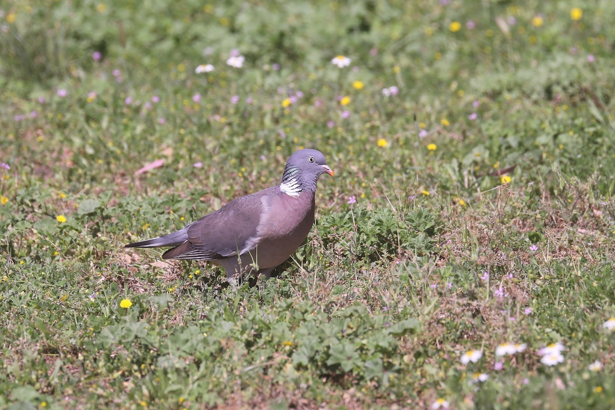 Common Wood-Pigeon - ML619774864